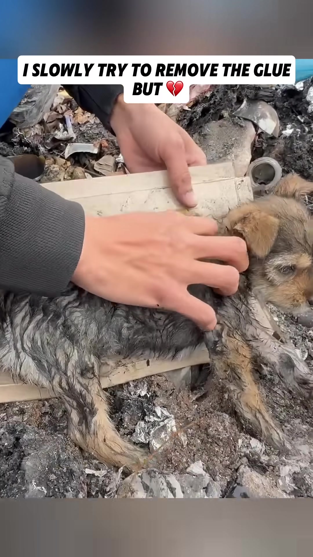Close-up of hands carefully trying to remove glue from a puppy's fur.