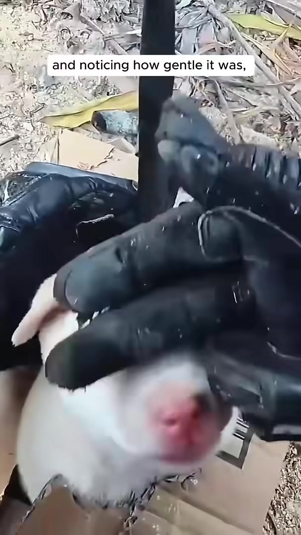 A man places a small white puppy into a cardboard box.