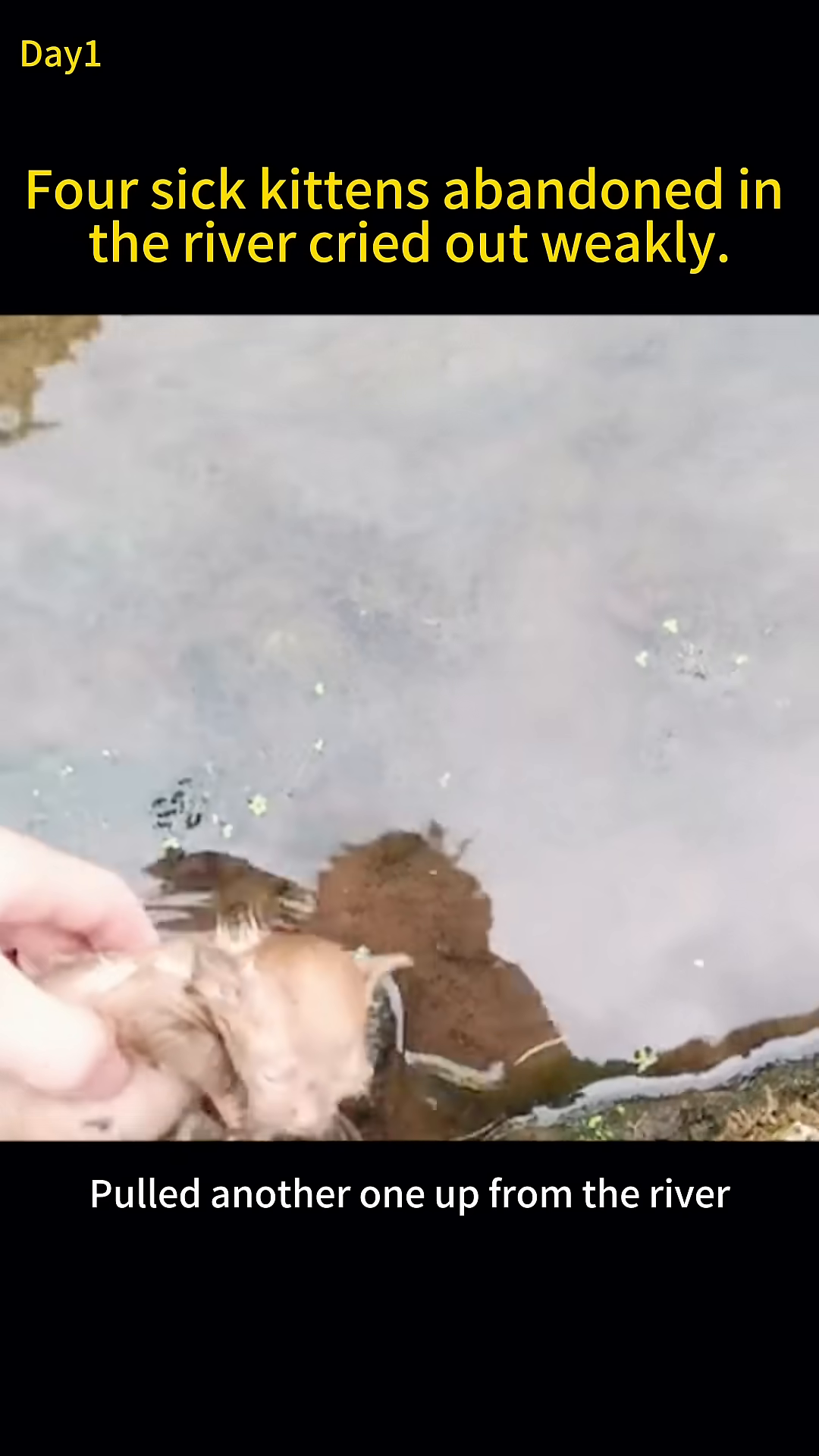A kitten is being gently pulled out of the water into a blue basket.