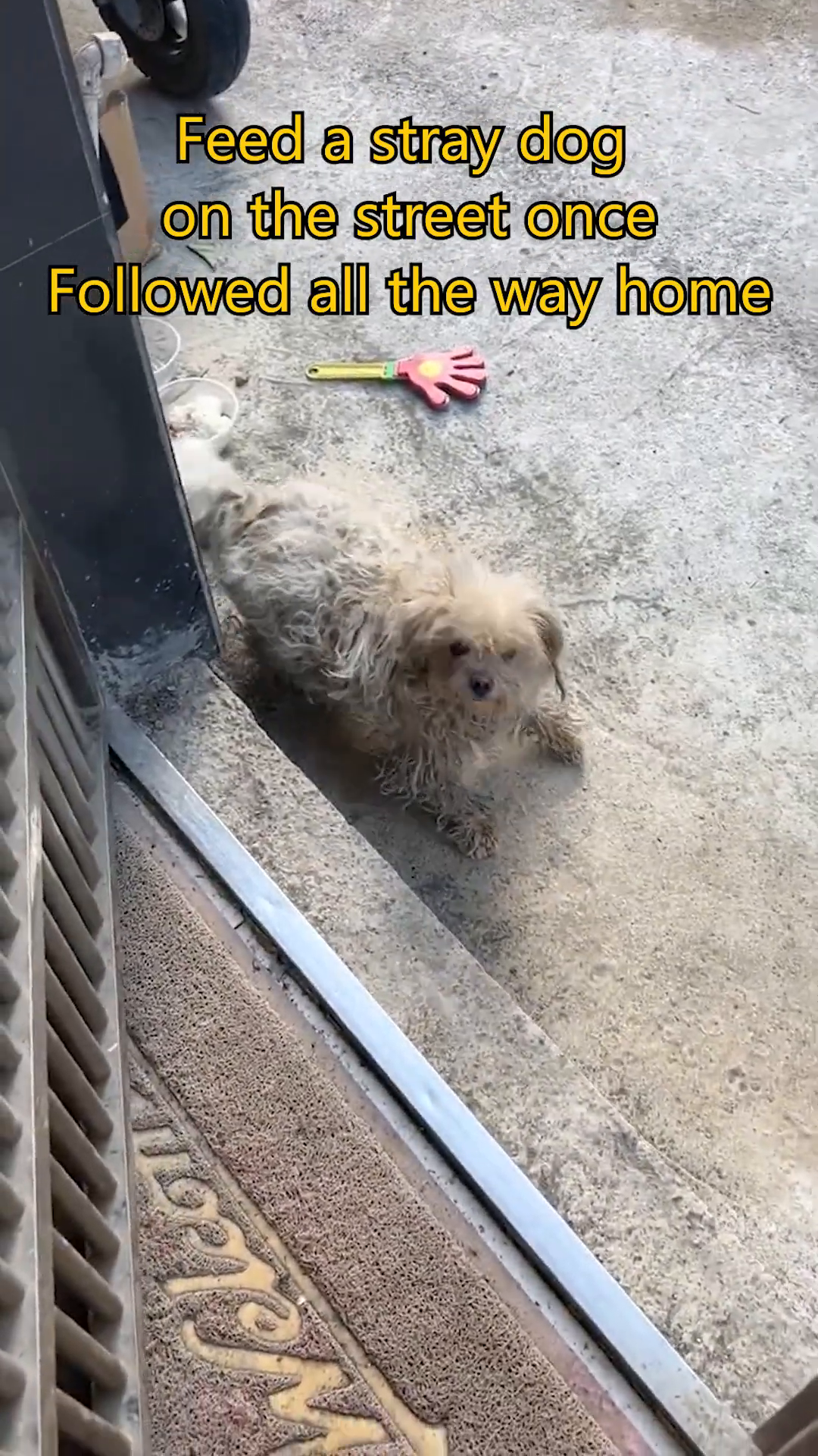 The dog stands at a doorstep, looking up expectantly, having followed someone home.