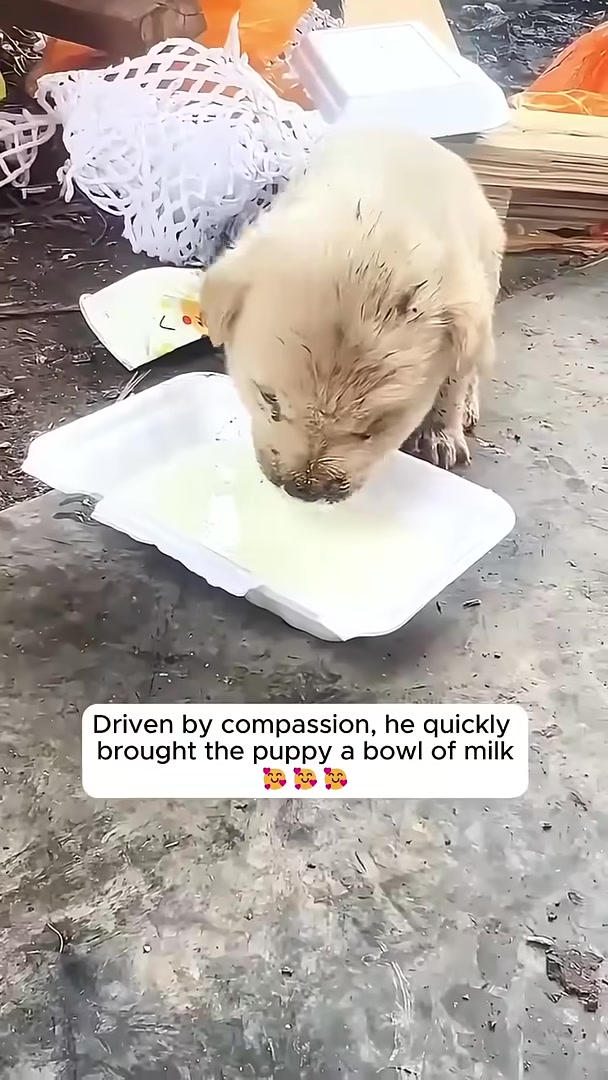 A man's hand offering a bowl of milk to a small puppy.