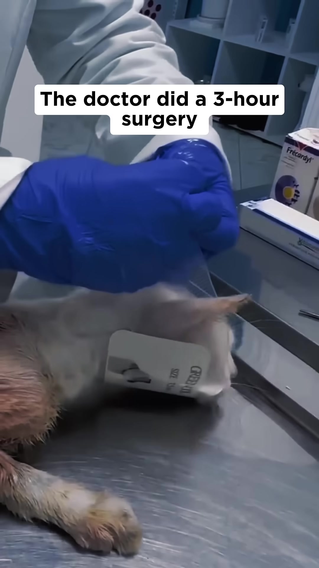 A veterinarian in blue gloves works on a white cat lying on a metal table, with medical equipment in the background.