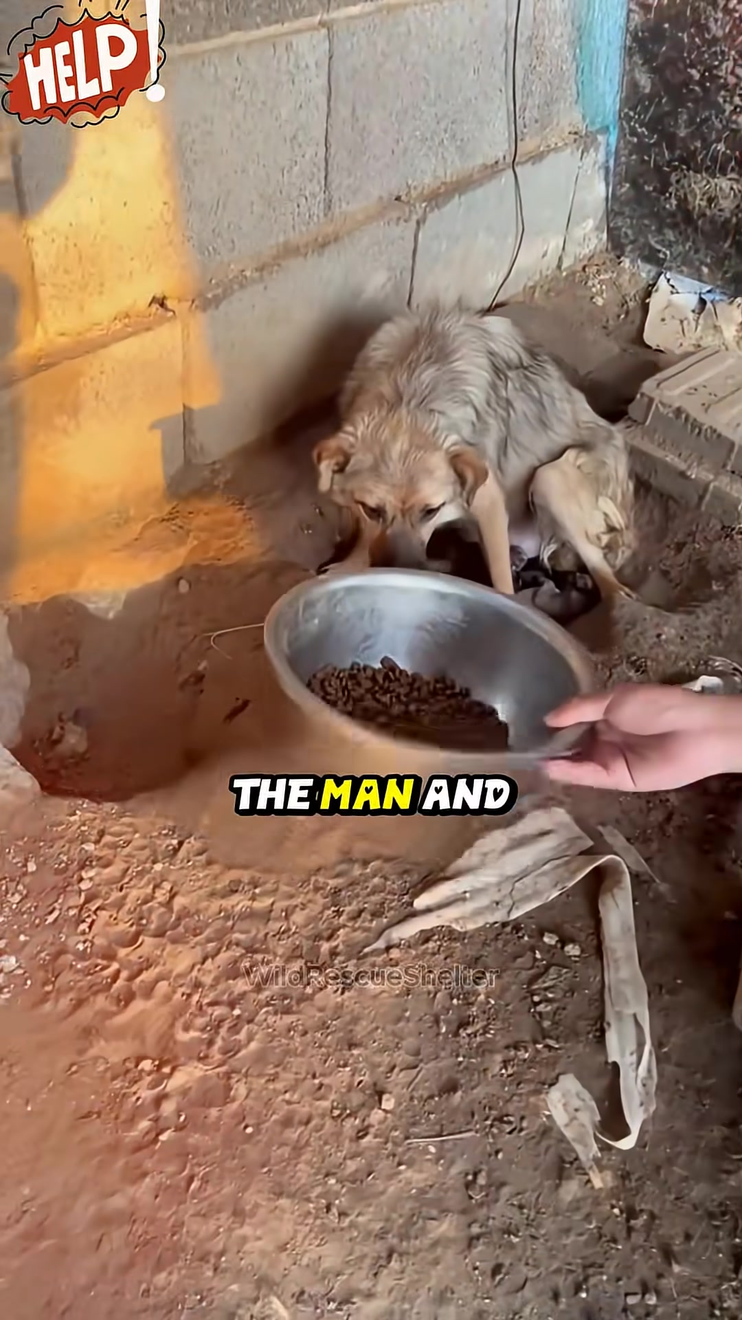 A hand offers a bowl of food to the mother dog, who looks wary and protective of her puppies hidden beneath her.