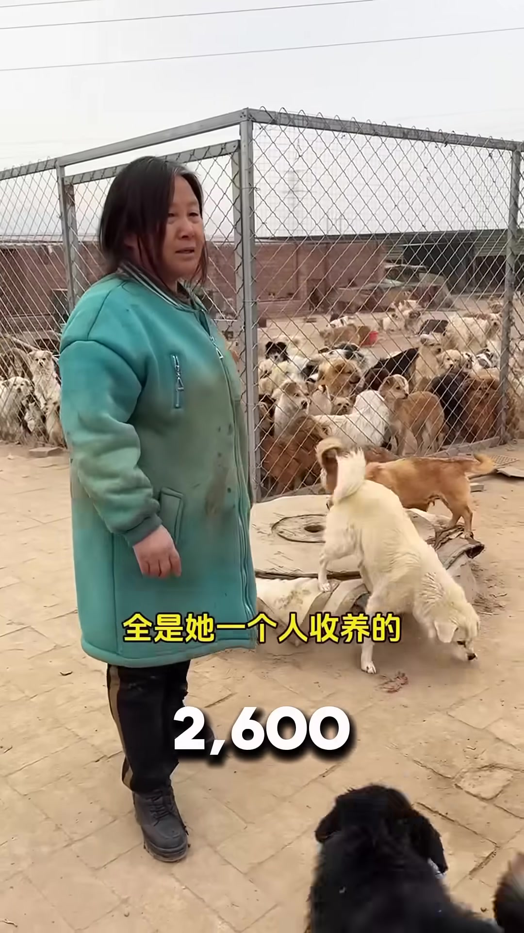 Inside a crowded home, hundreds of dogs fill every room, resting on floors and beds.
