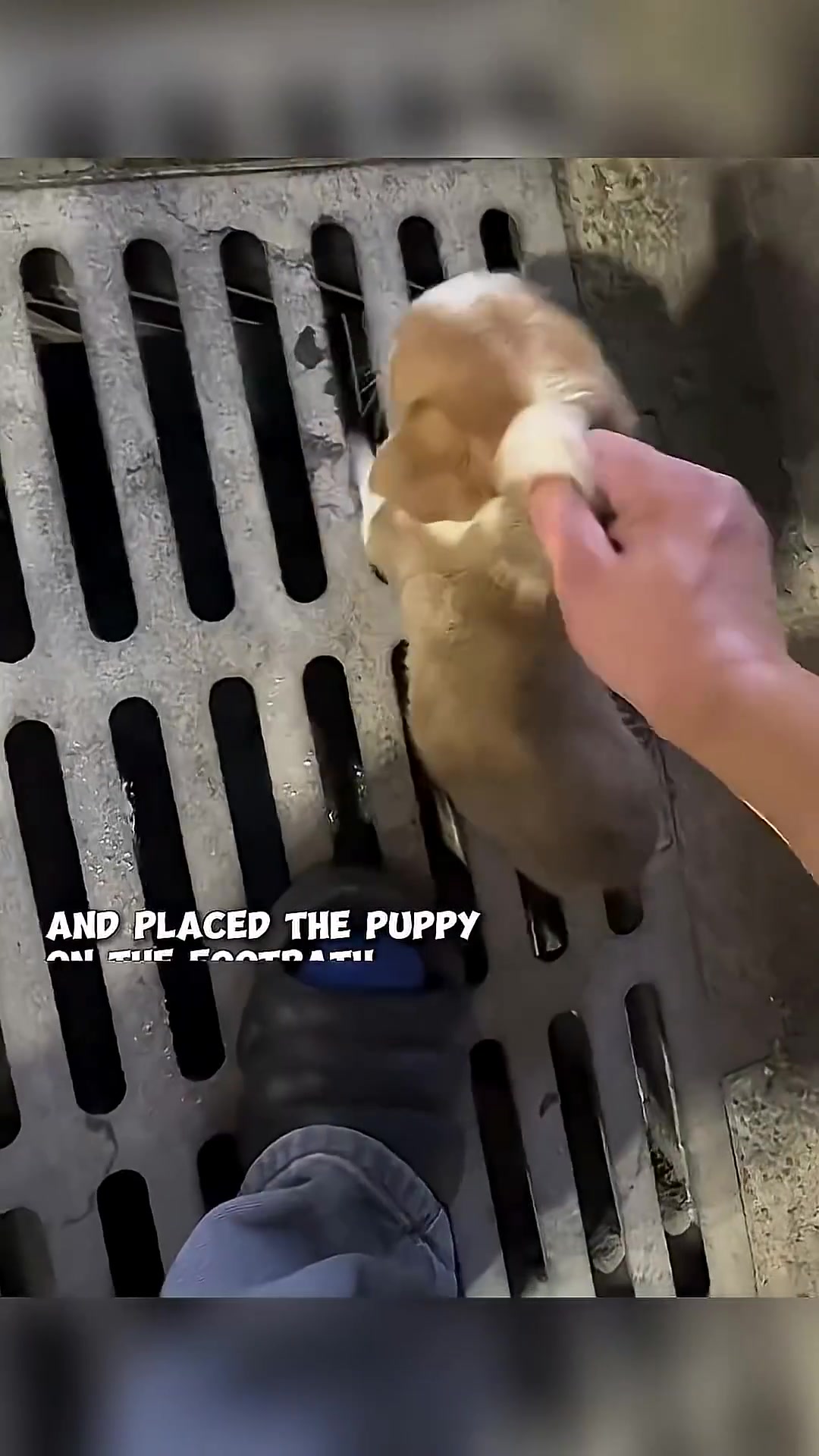A person's hand is seen lifting a puppy out of a drain.