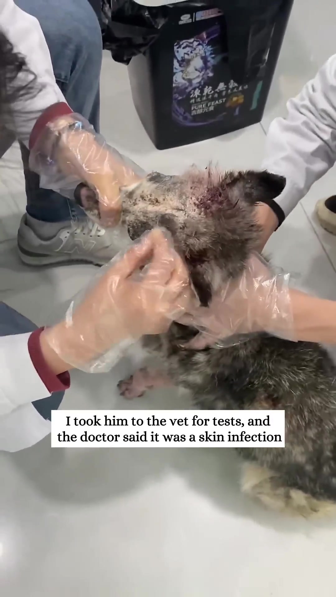 A husky with a skin infection is being examined by a vet.