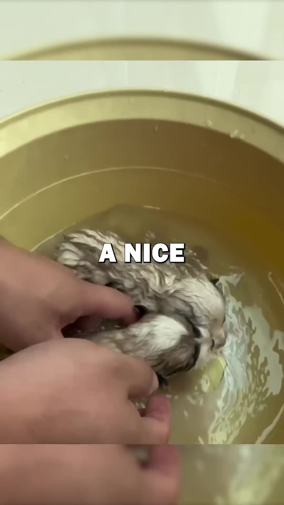 A puppy being gently bathed in a tub of warm water.