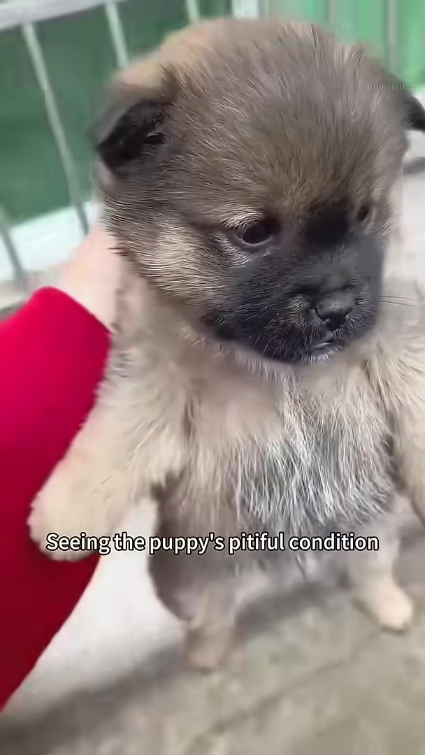 A person gently holding a small, pitiful-looking puppy.