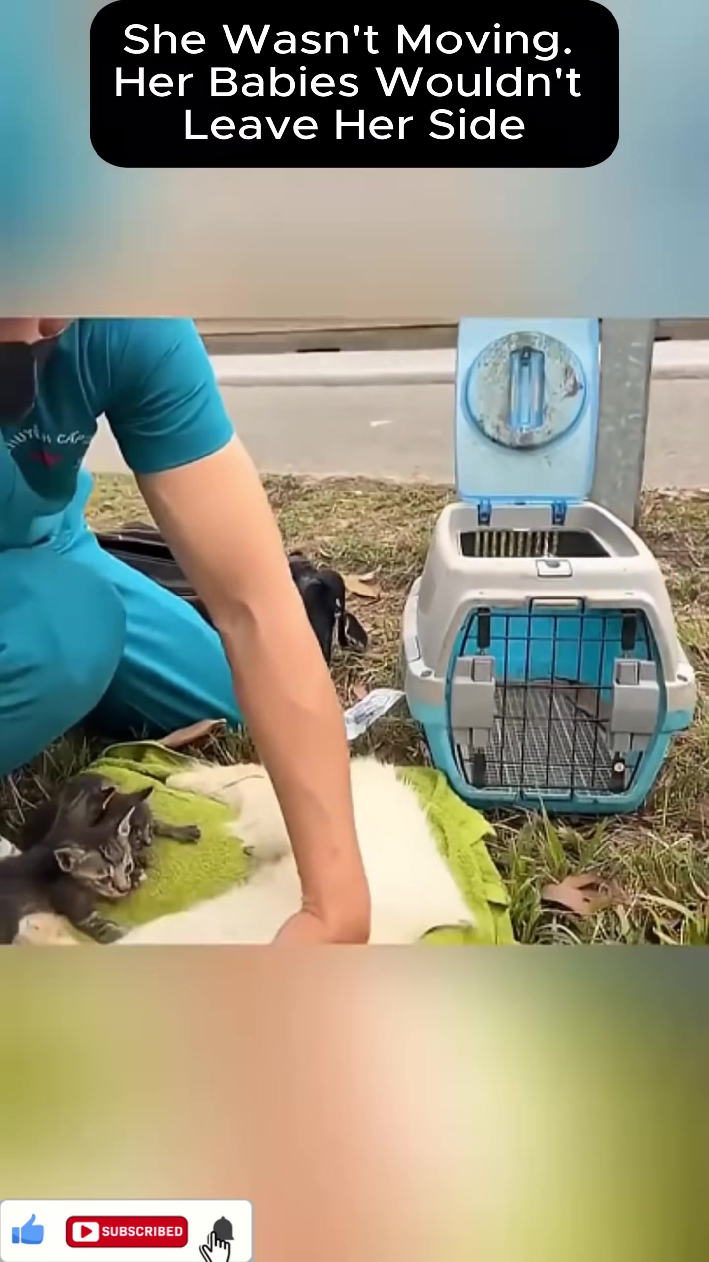 Kittens nuzzle their mother, seeking comfort and offering support.