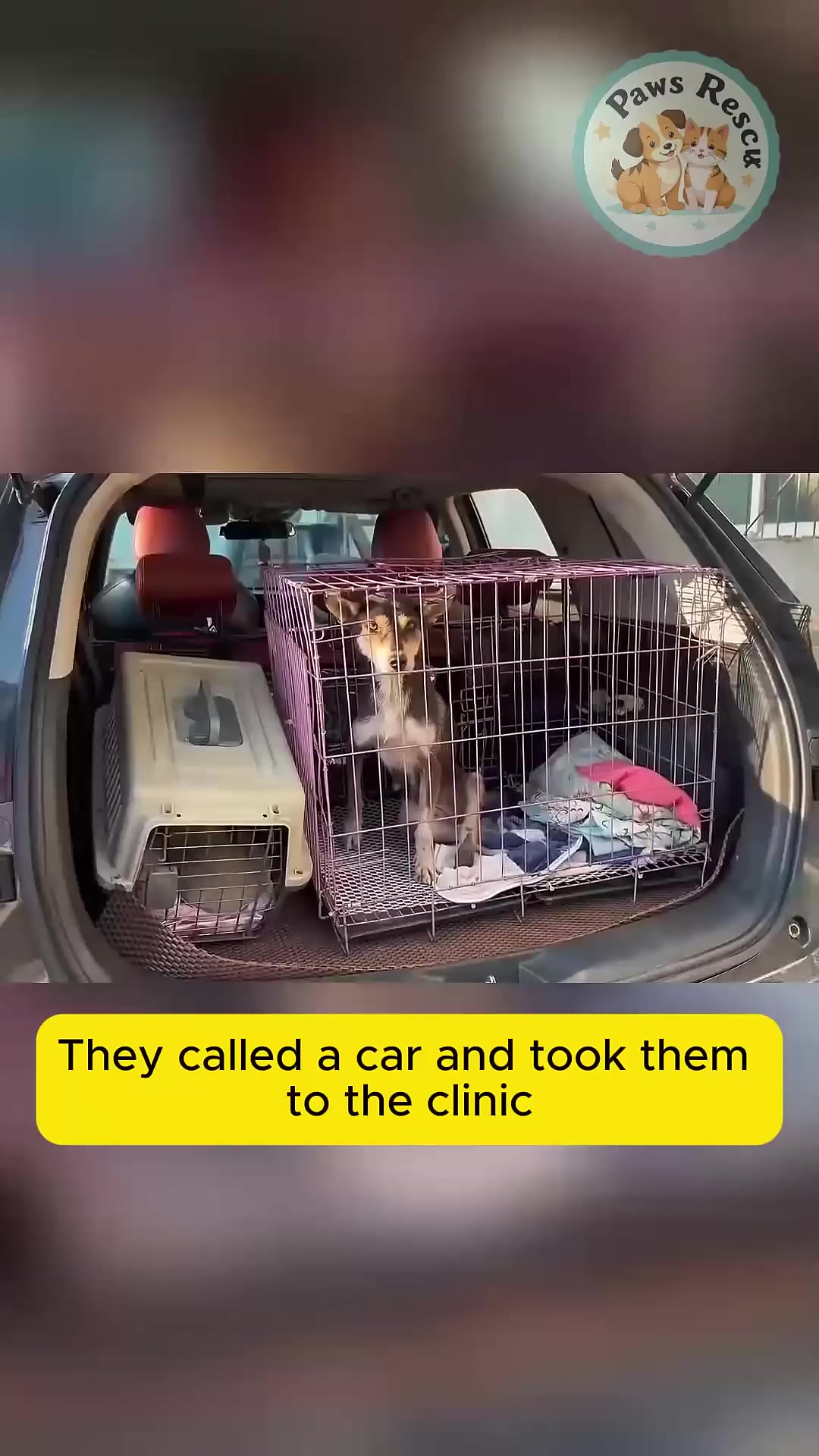 Rescuers placing the dog family into a crate.