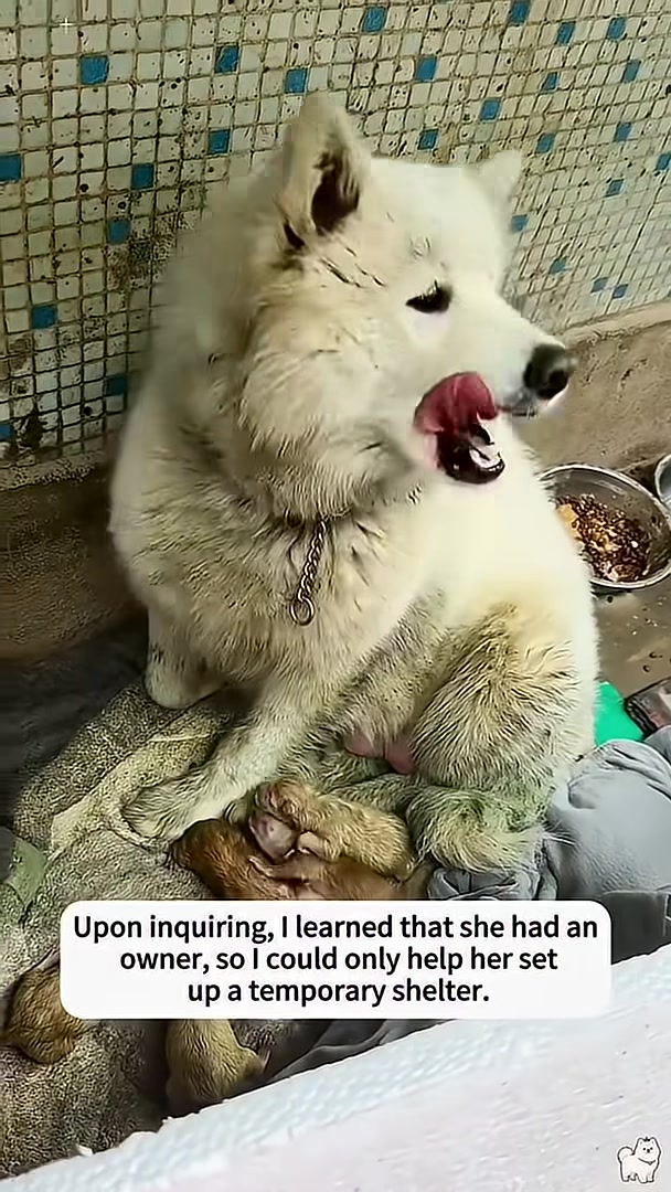 A hand offers nutritious food to the mother dog.