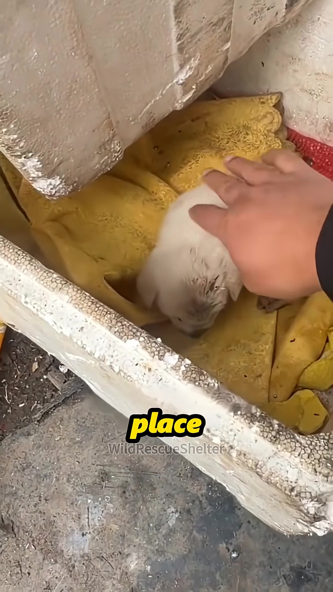 A person's hand gently placing a small, dirty puppy into a cardboard box.
