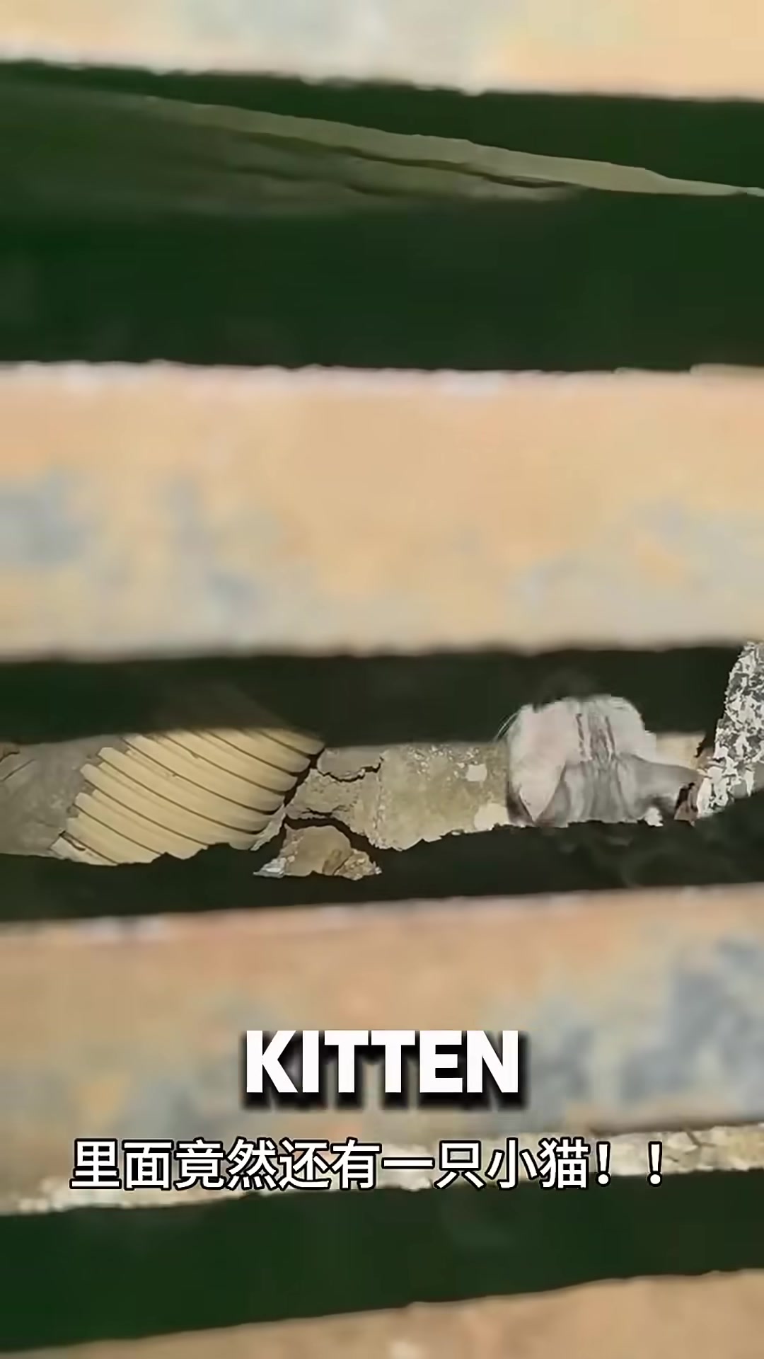 A small kitten huddles in the darkness of a sewer pipe.