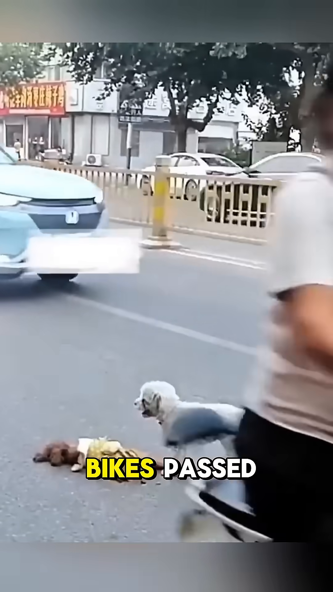 Several vehicles, including scooters and cars, pass by on the road, with the two dogs remaining in the foreground.