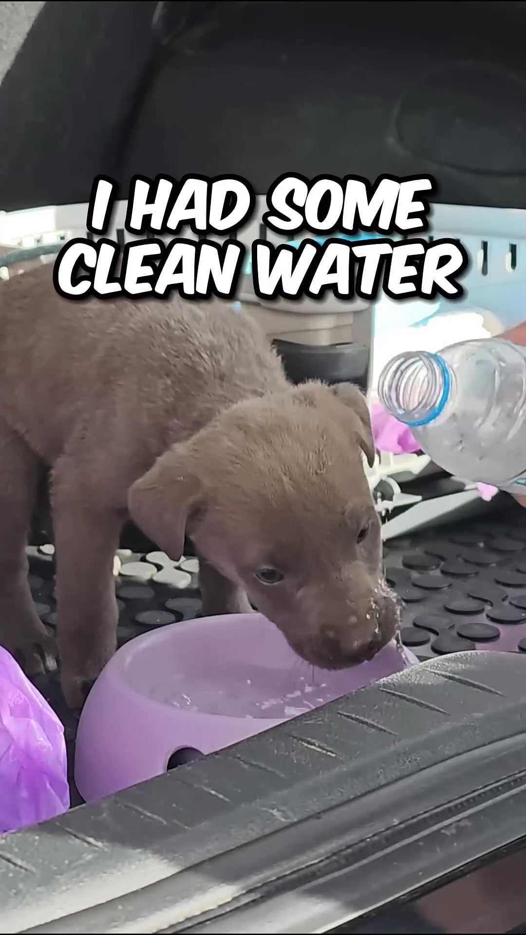A person pours clean water into a purple bowl for a small grey puppy.