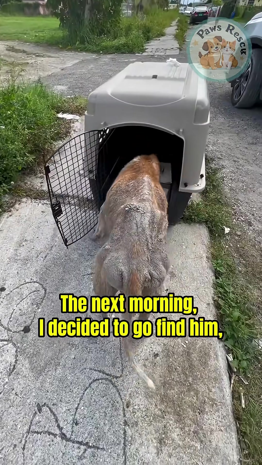 The dog hesitates before entering the carrier, perhaps uncertain of what awaits him.