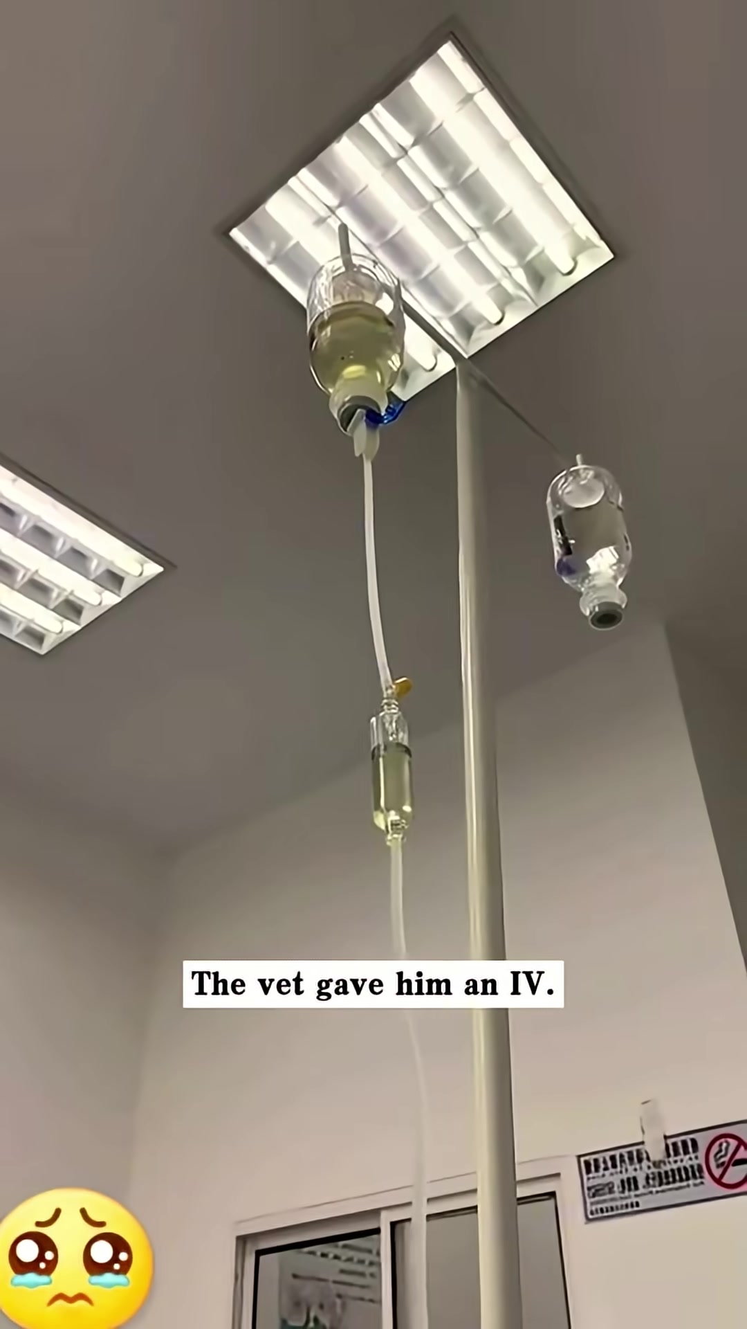 An IV bag hangs above a recovering mother dog, with the fluid dripping into her.