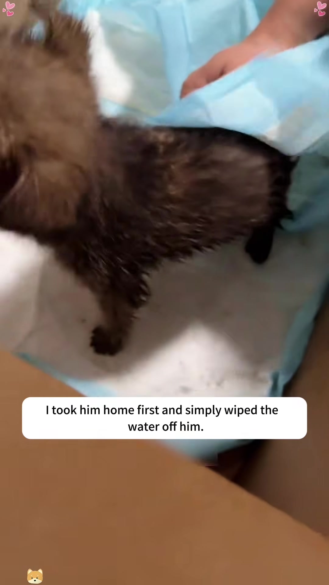 A person is gently wiping a small, wet puppy with a cloth.