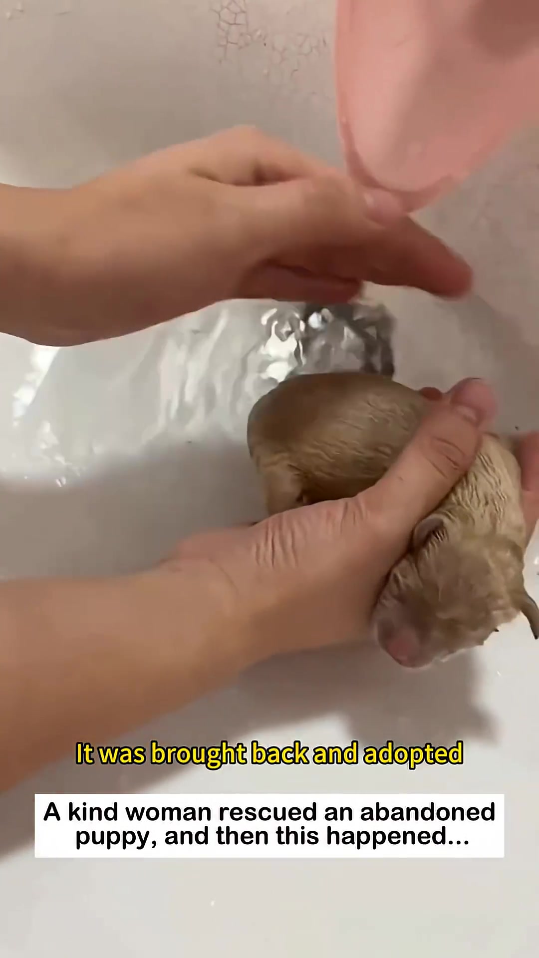 A person's hands gently washing a small, light-colored puppy in a sink.