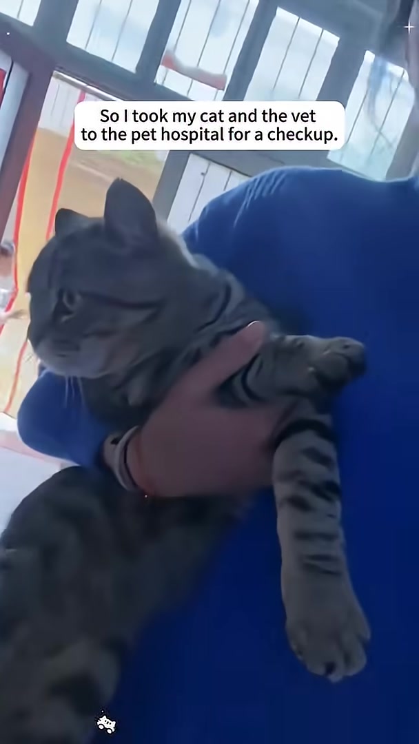 A person holds a cat, preparing to take it to the vet.