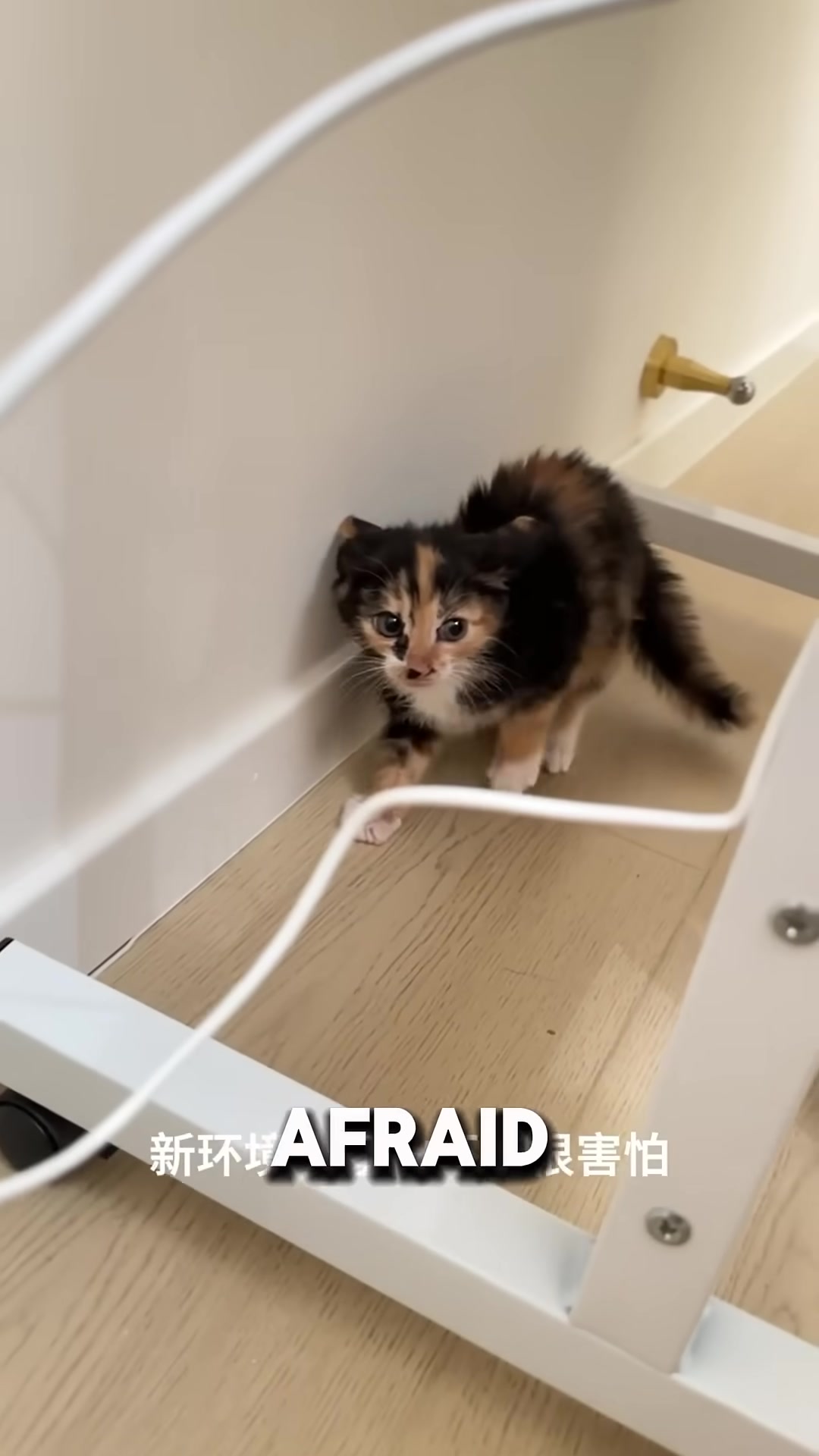 A tiny kitten peeking out from behind a sofa with wide, frightened eyes.