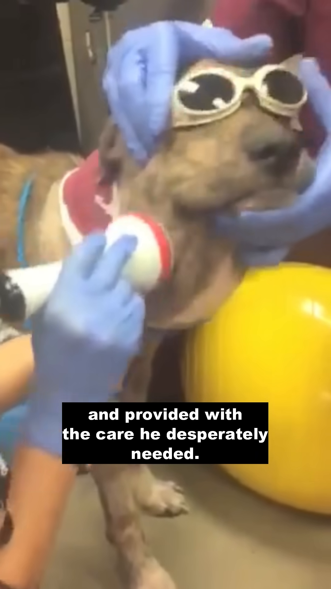 Close-up of a dog's head, showing severe swelling and a bandaged neck area.