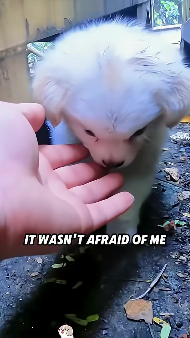 A hand gently petting a small white puppy that is looking up with trusting eyes.