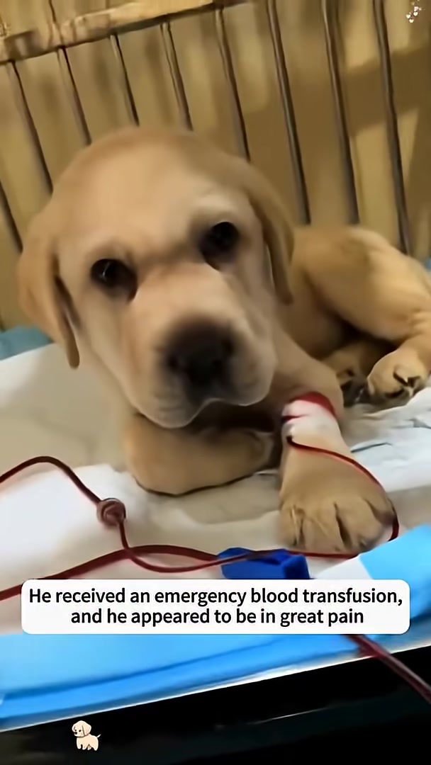 A puppy lies on a medical surface, with a blood transfusion line attached to its paw, looking distressed.