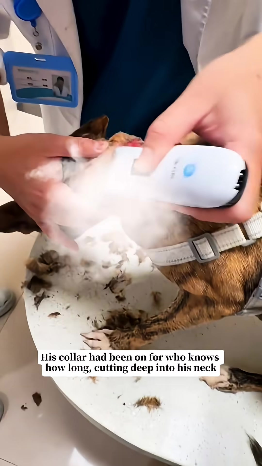 A vet is examining a dog's neck where a collar has caused a deep wound.