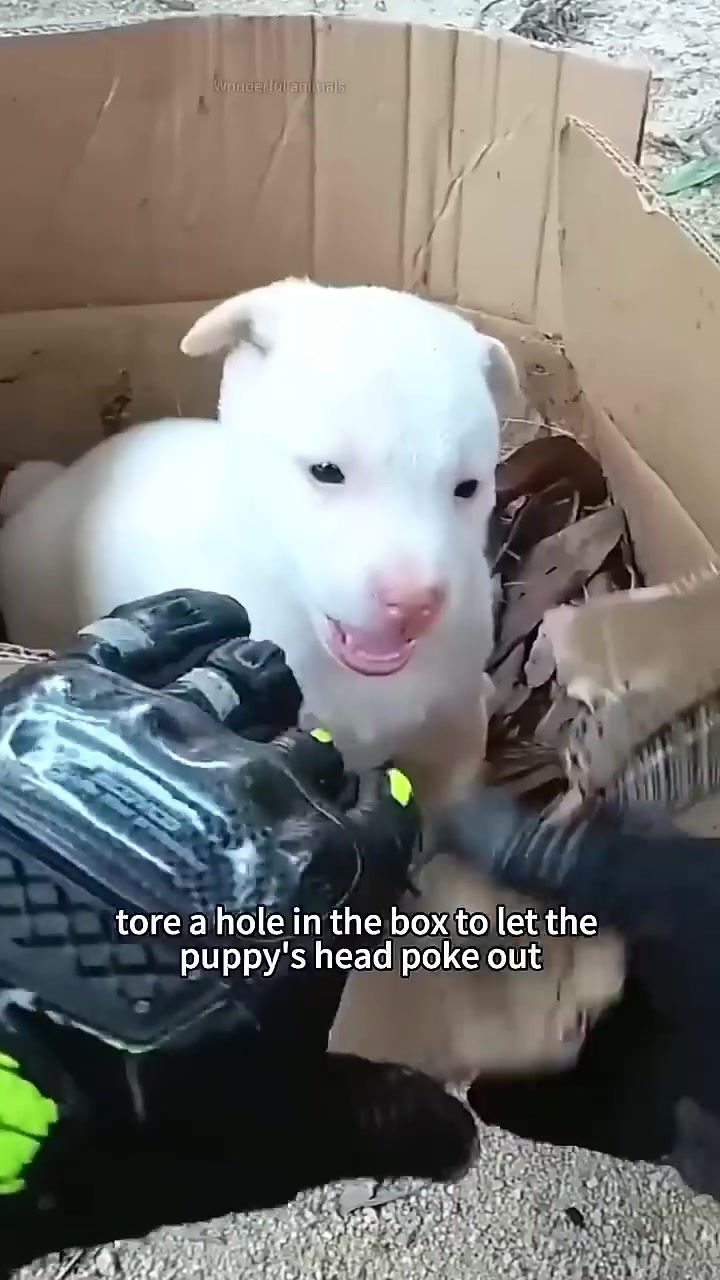 A puppy's head pokes out of a hole in a cardboard box.