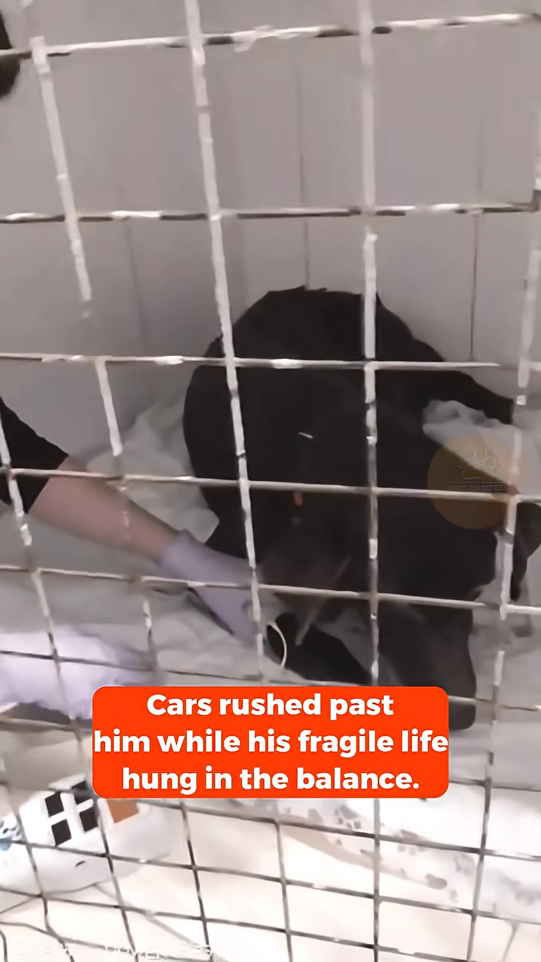 A person gently lifting the emaciated dog into a car.
