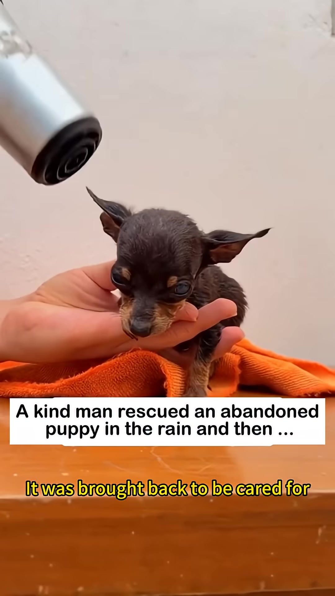 A puppy is gently dried with a hairdryer after a bath.