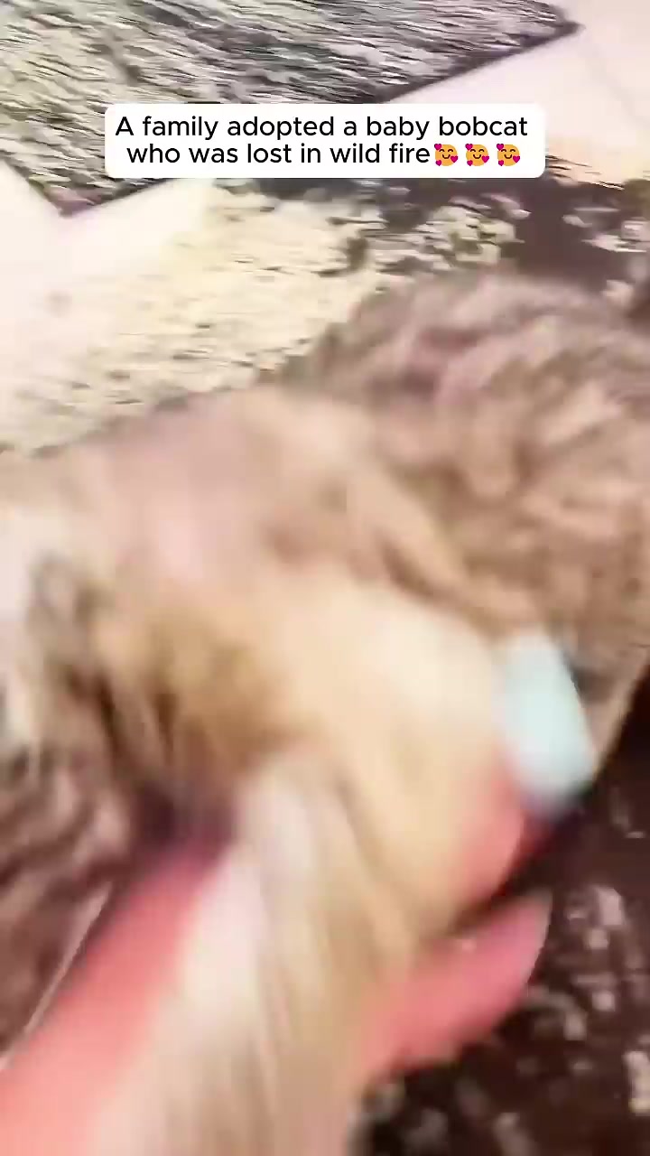 A person's hand gently touches the paw of a playful bobcat kitten.