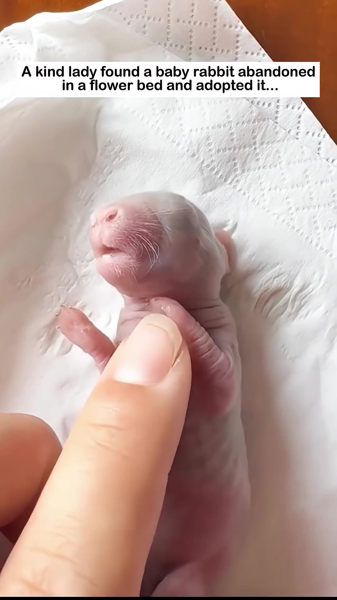 The baby rabbit is wrapped in a soft white cloth, held gently in a hand.