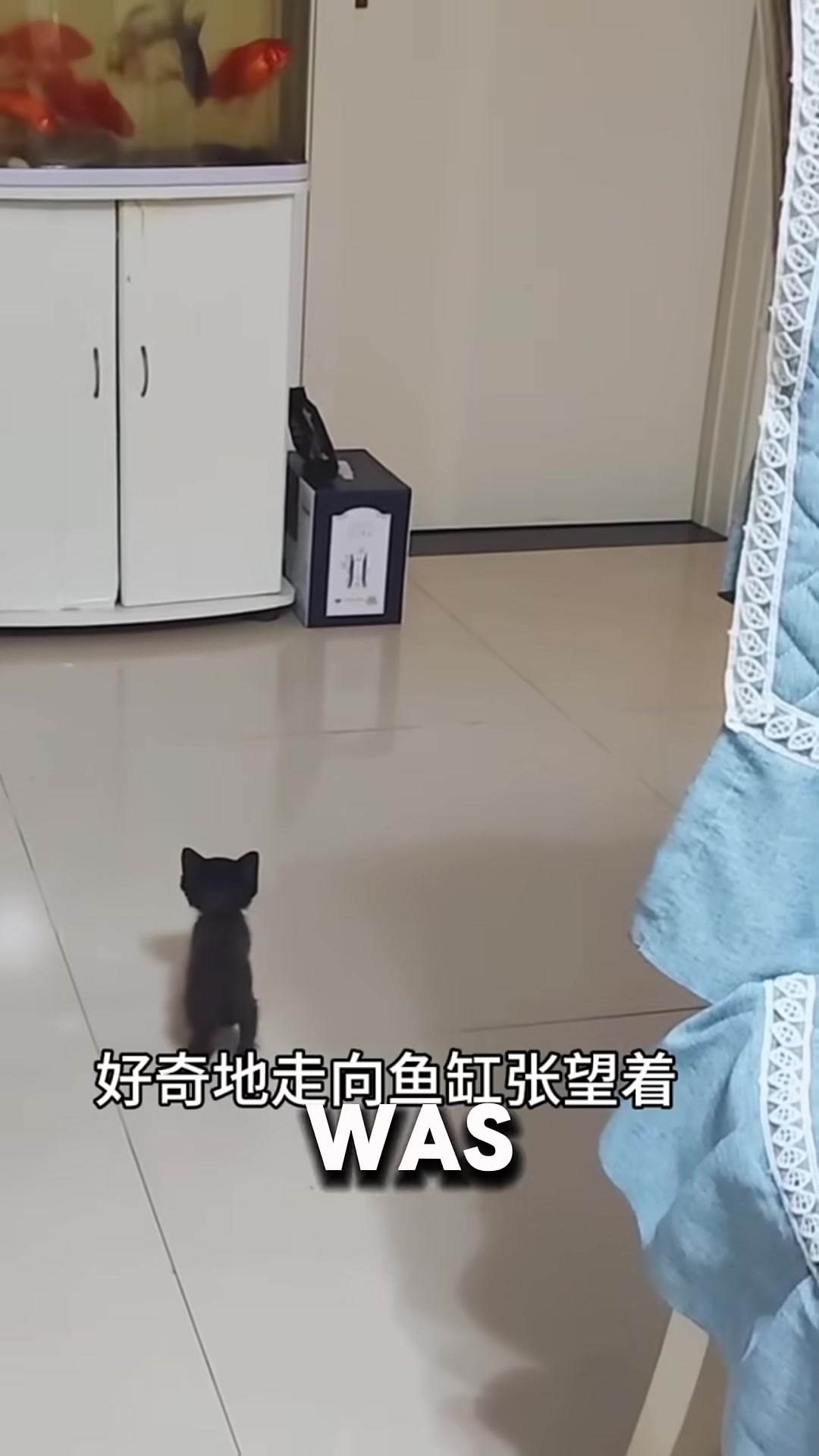 A tiny kitten gazes curiously at fish swimming in a glass tank.