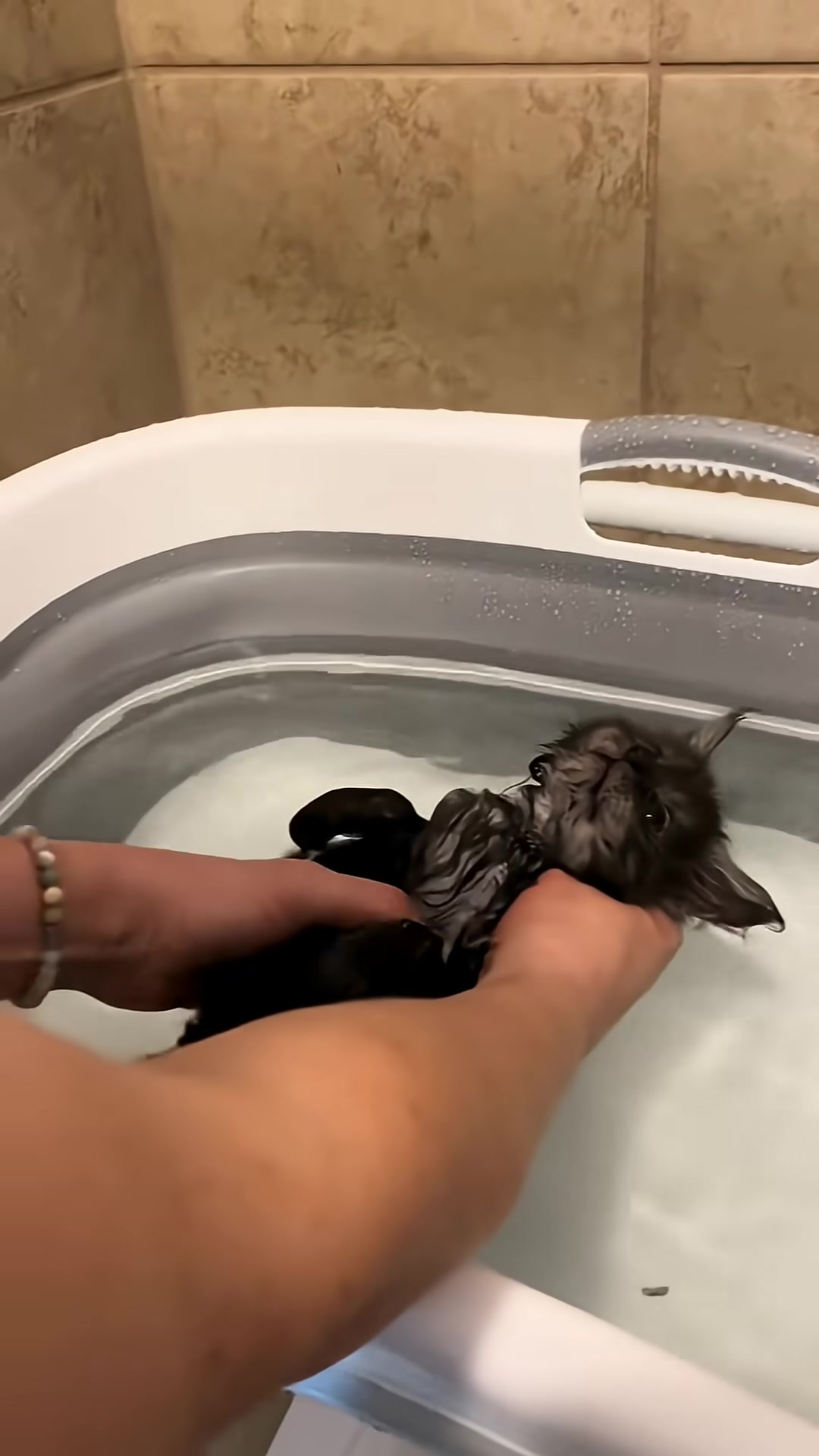 The kitten is carefully bathed in a small tub.