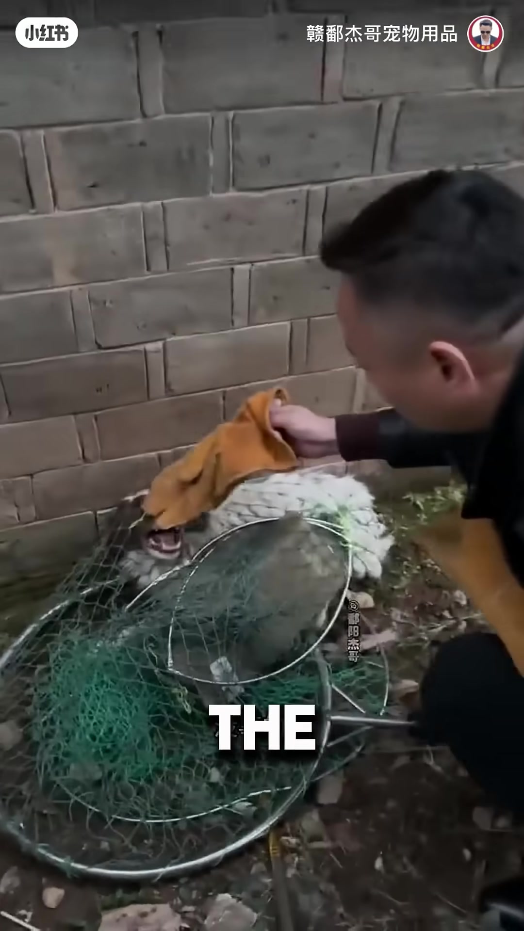 A rescuer in thick gloves gently strokes the dog's head while the animal growls.