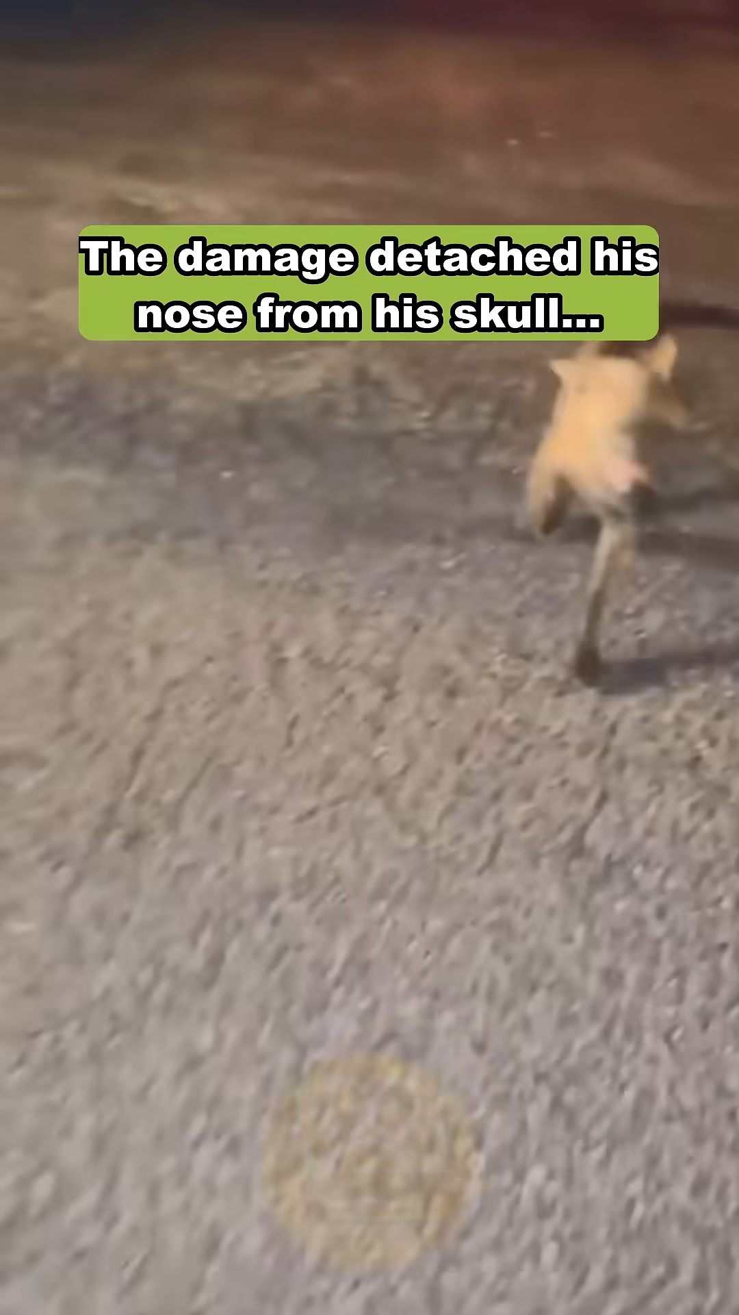 A veterinarian examines Vinny's injured muzzle, showing the missing skin.