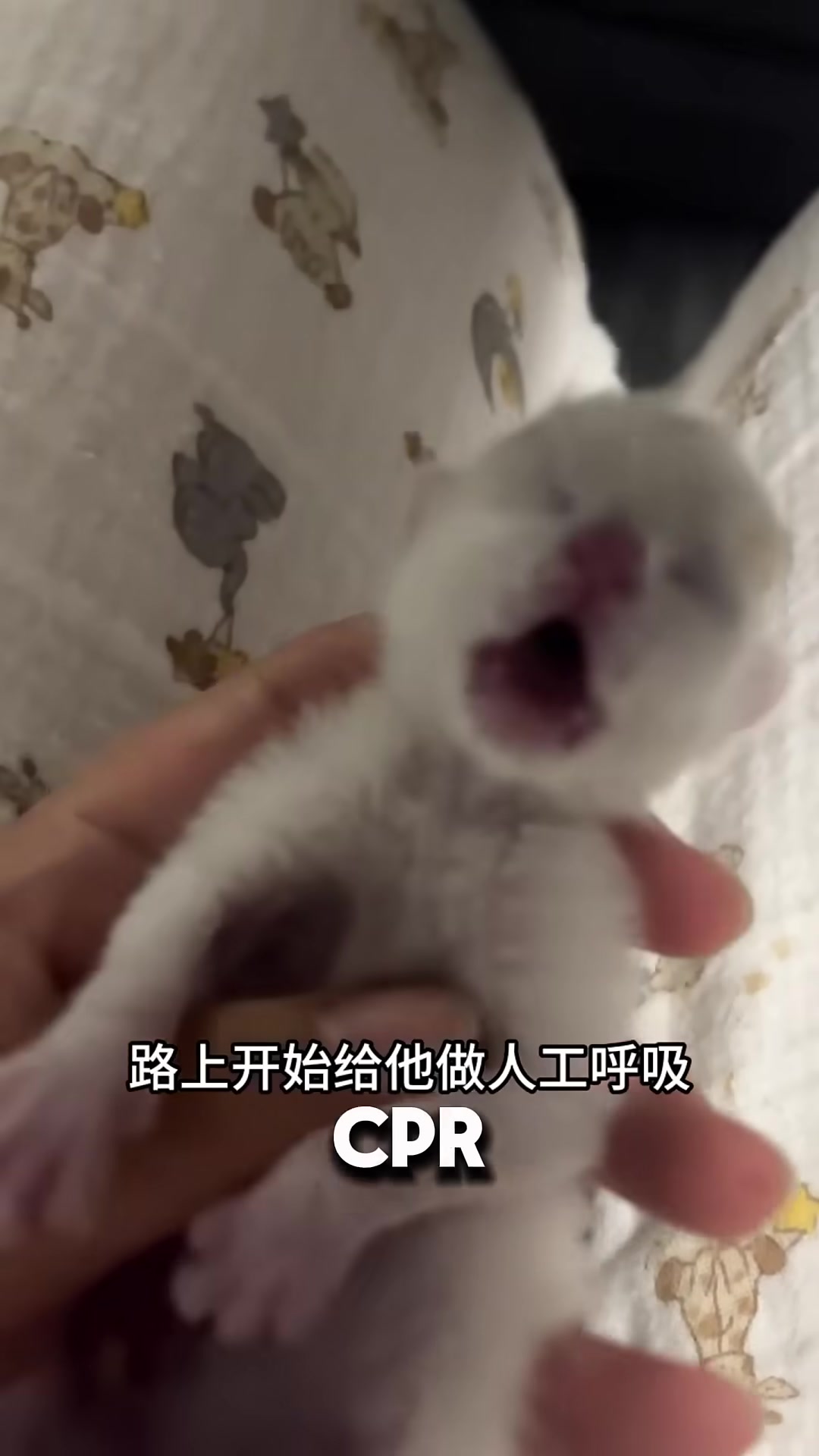 A woman performing CPR on a tiny kitten in a car.
