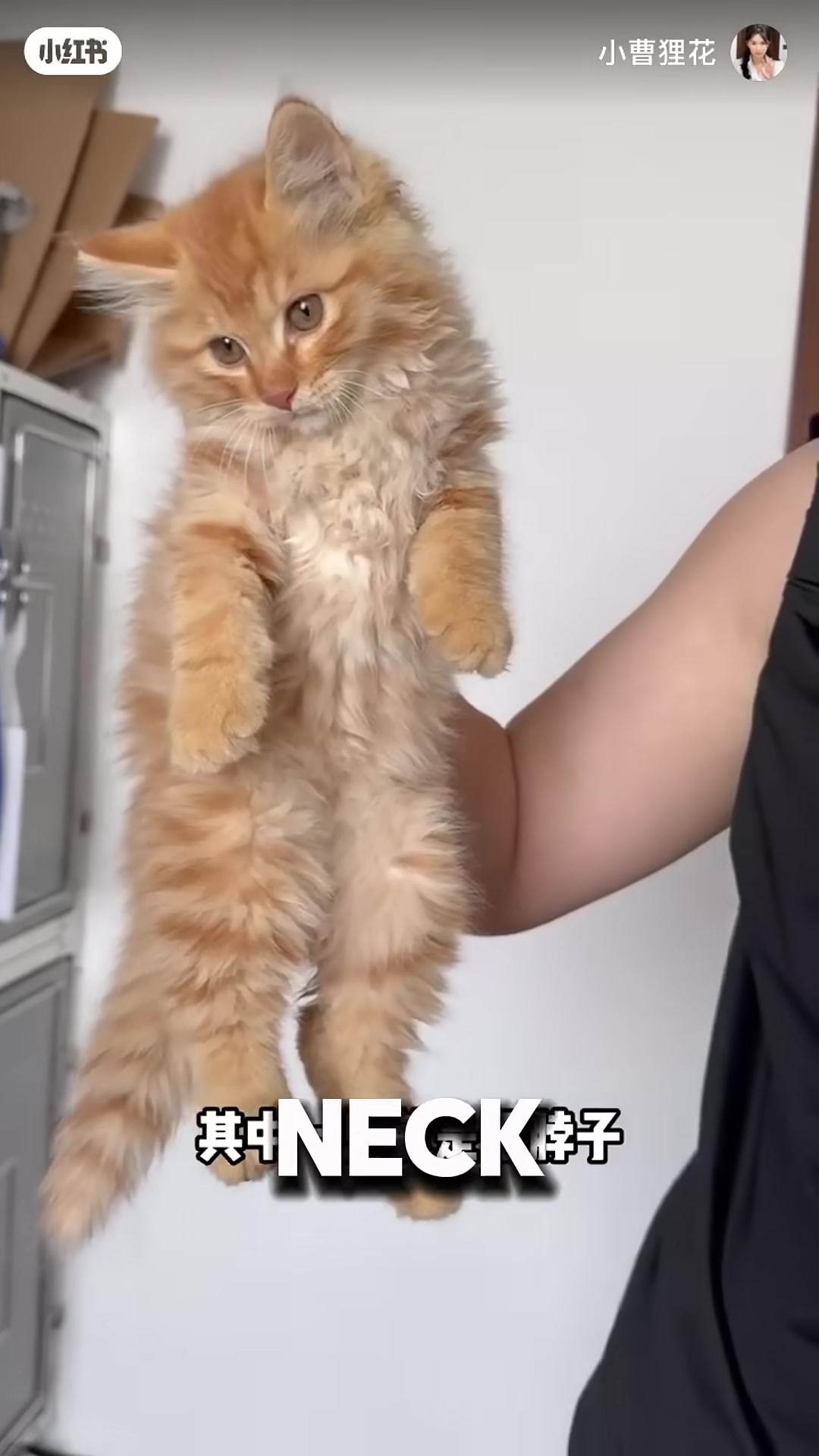 A small orange kitten with a slightly tilted head.