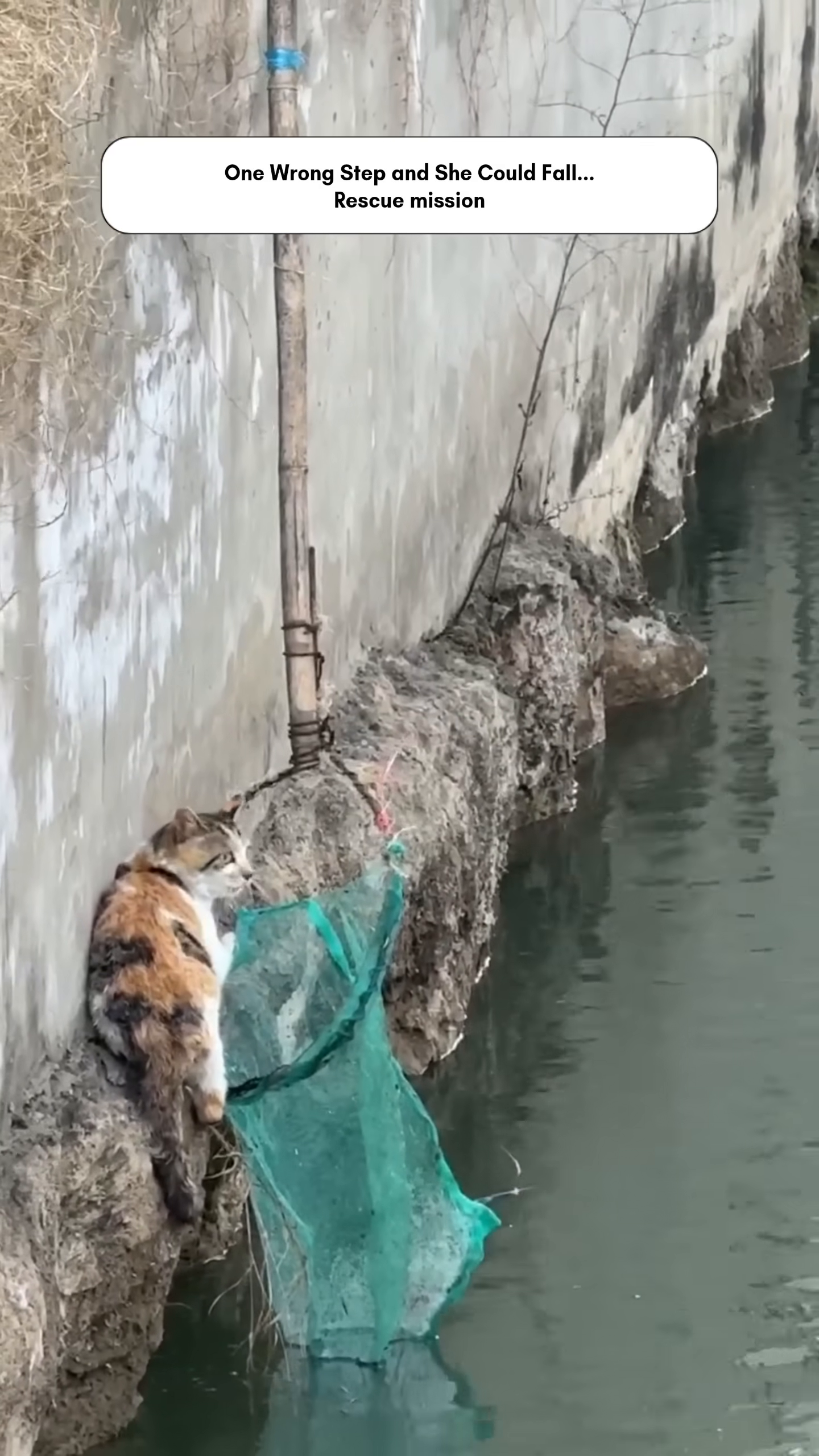 The cat cautiously moves along the ledge, its body tense.