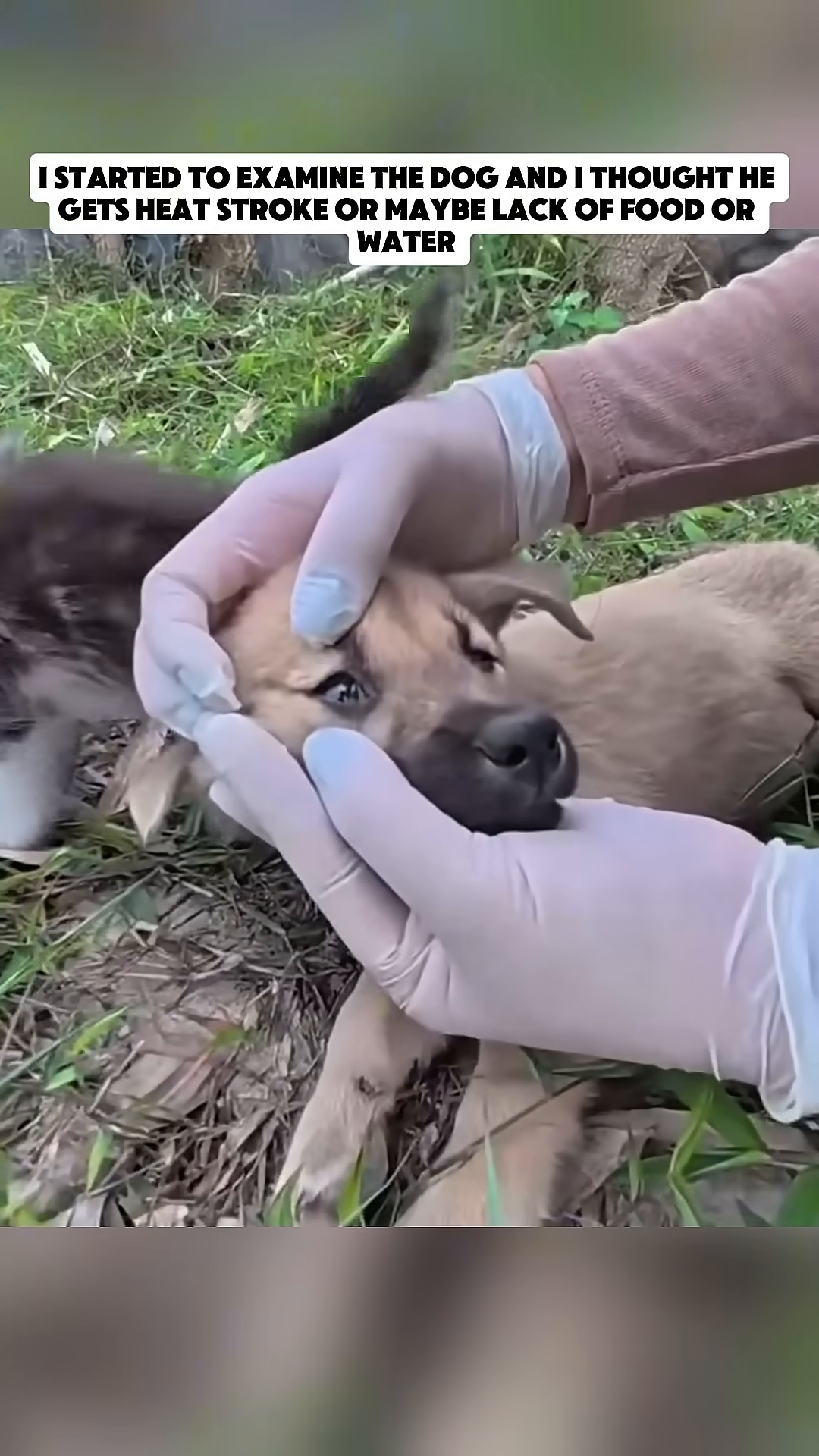 A person examines a seemingly unconscious dog, with a kitten nearby.