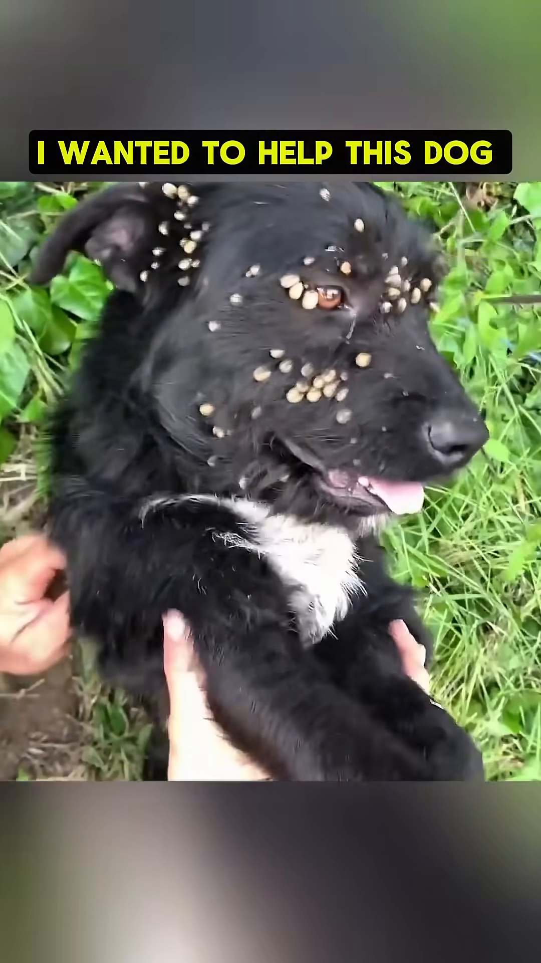 Hands gently cradling the dog's head, showing a moment of connection and care amidst the distress.