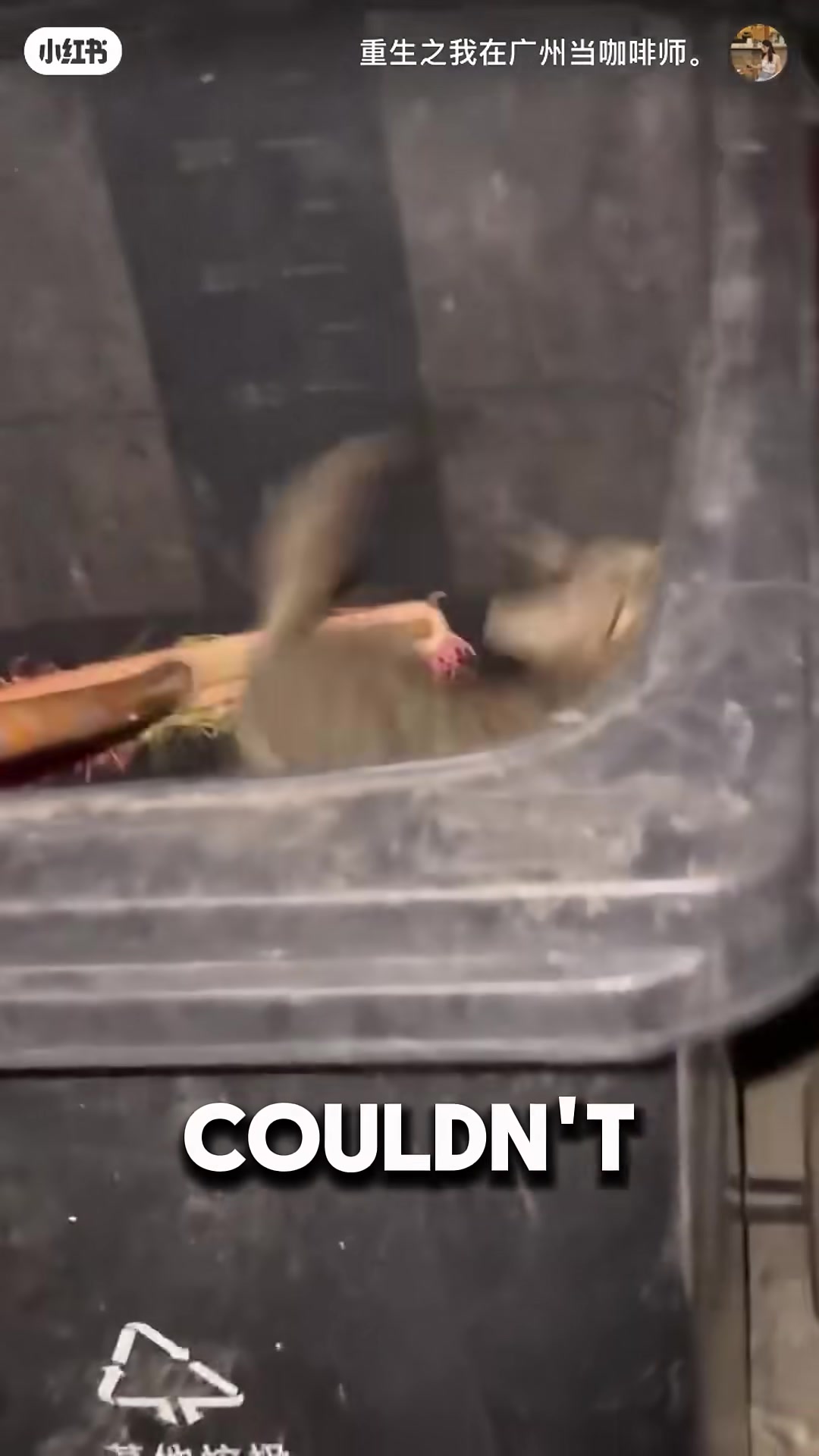 A small kitten jumps inside a garbage bin, its paws barely reaching the rim, before falling back down.