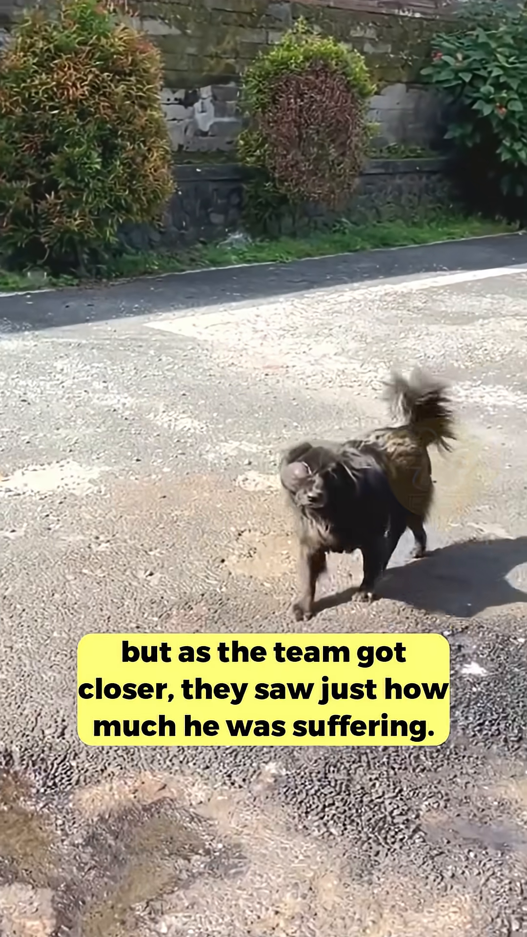 The rescue team observing Mochi from a distance as he walks away.