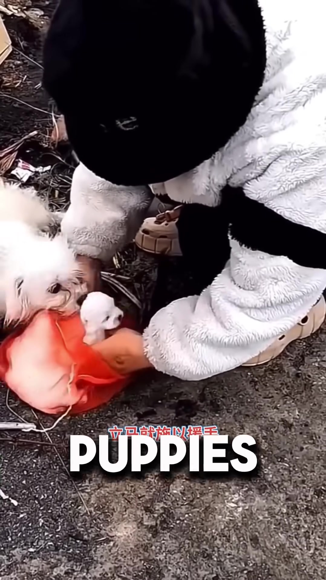 Two tiny puppies are found trapped inside a red bag.