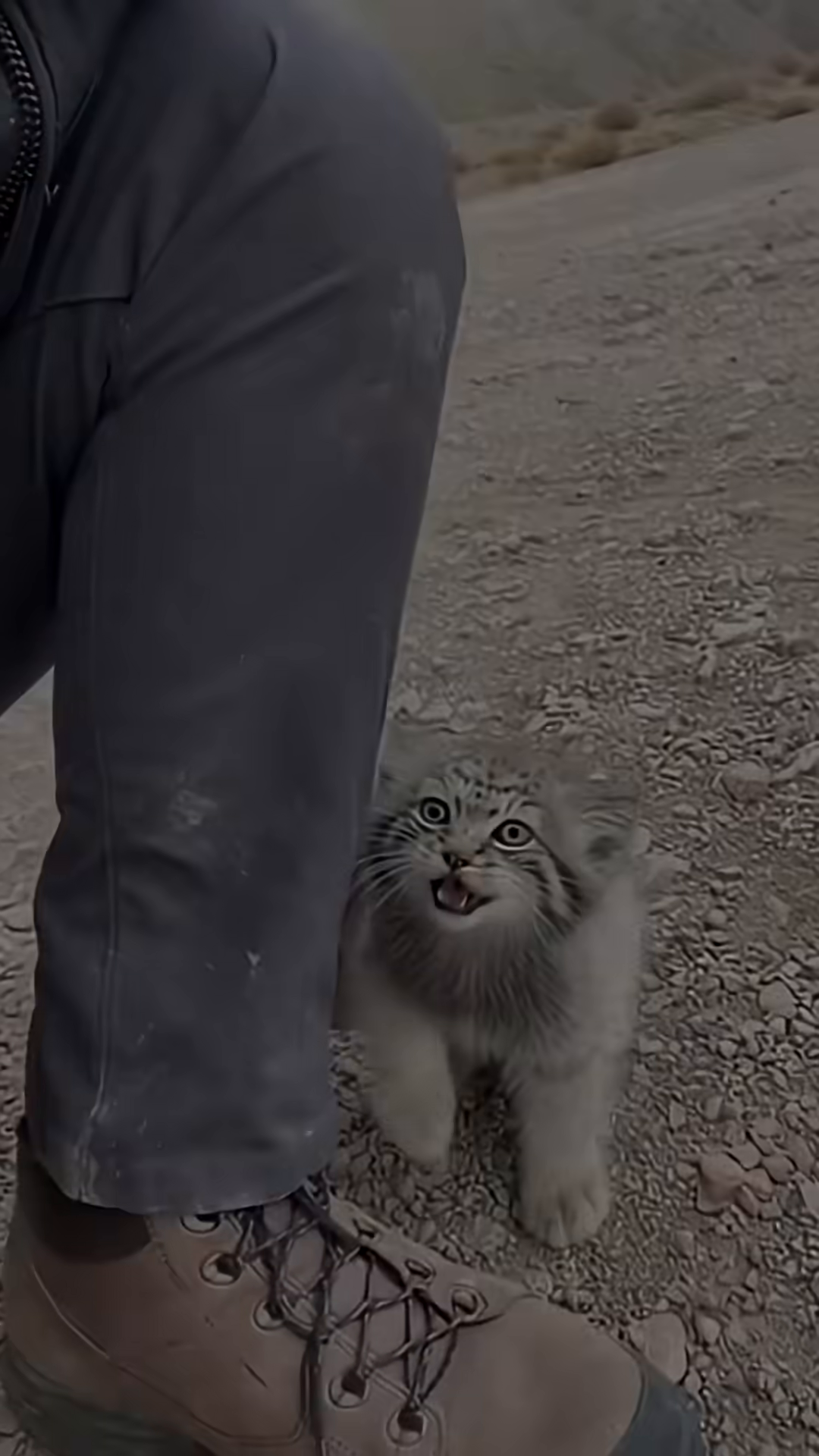 A Pallas's cat kitten climbs up a person's leg, clinging with its paws.