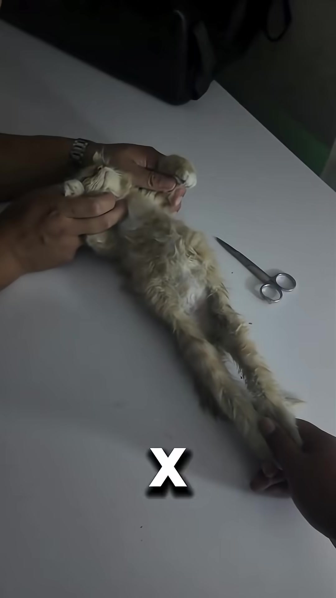 Veterinarians examining the kitten's X-ray, revealing a spinal injury.