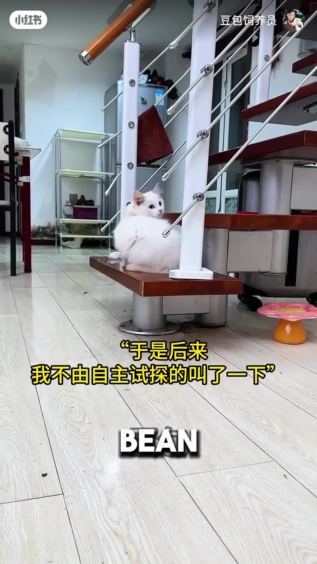 A white cat turning its head after hearing the name 'Bean Bun'.