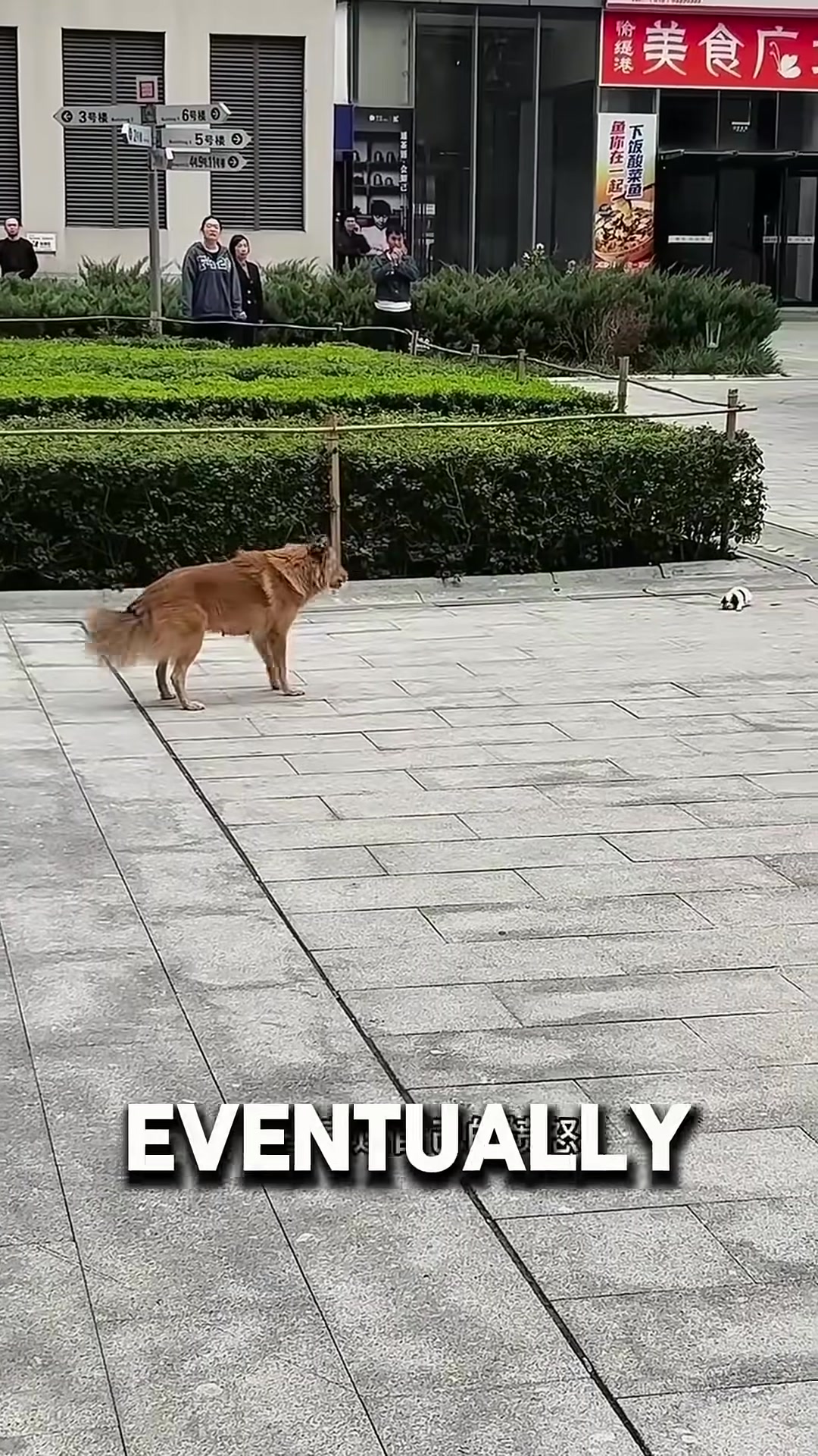 The one-eyed dog-mom bravely stepping forward to protect her puppies from humans.